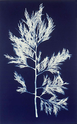 cyanotype photogram