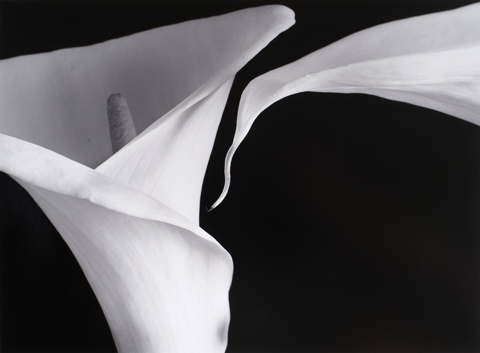 two calla lilies