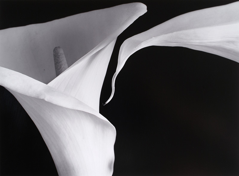 two calla lilies