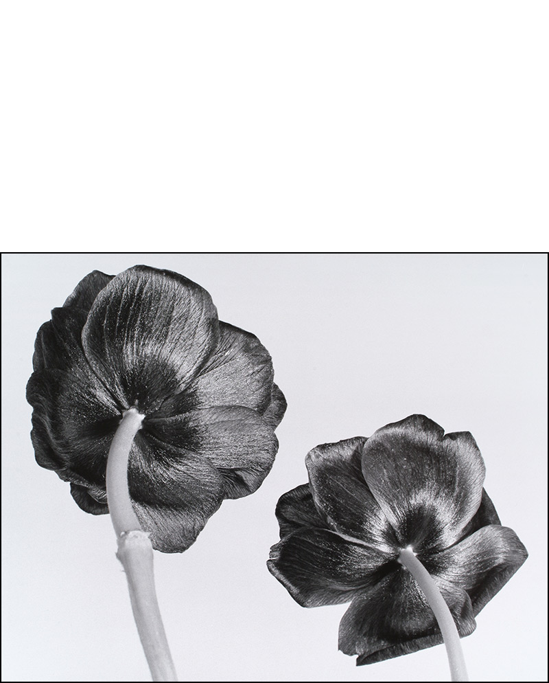 backs silver gelatin