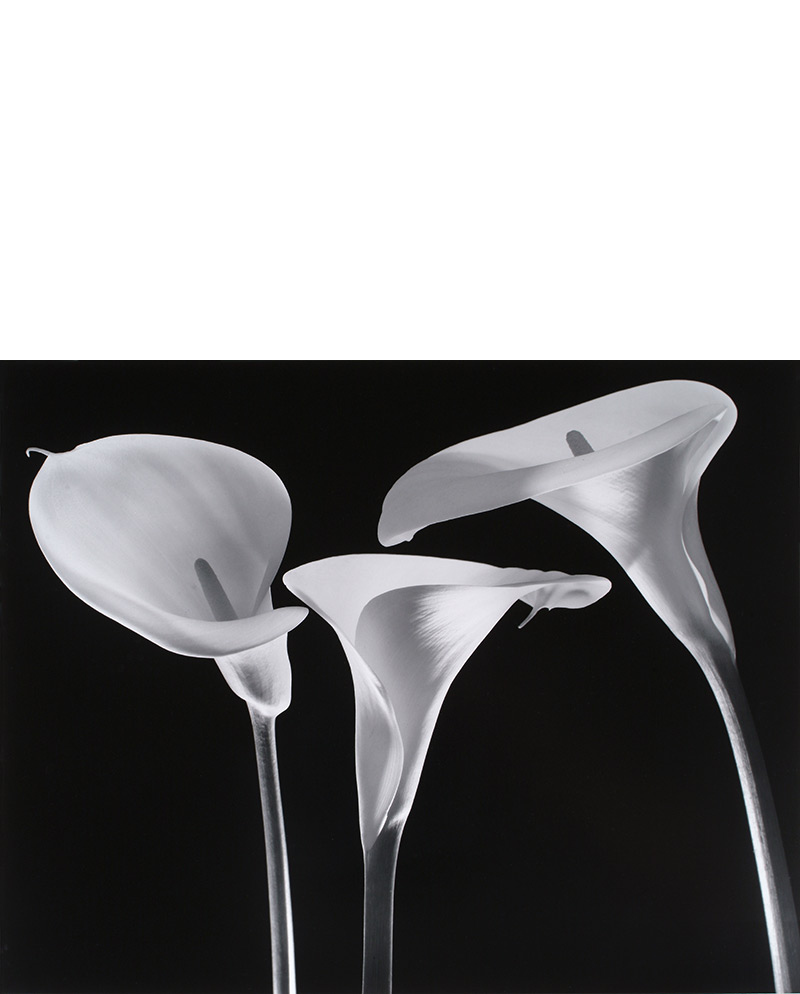 calla lilies silver gelatin
