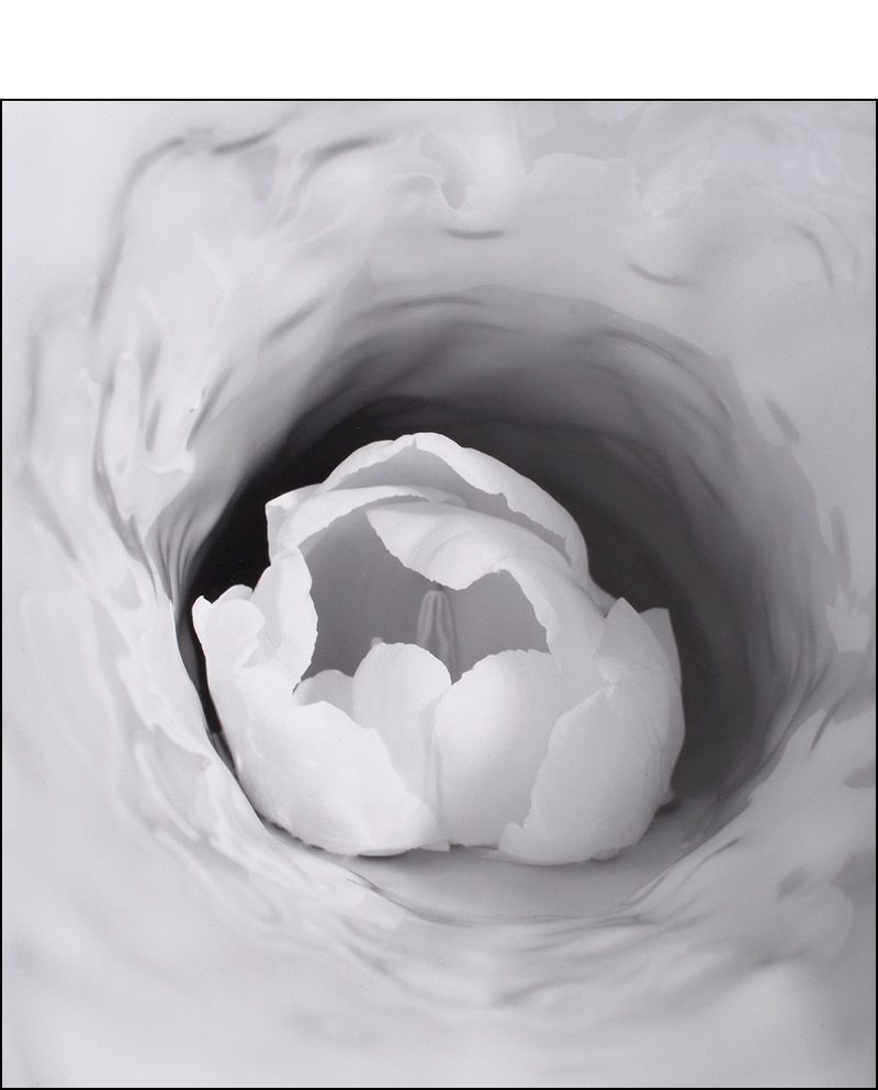 tulip silver gelatin