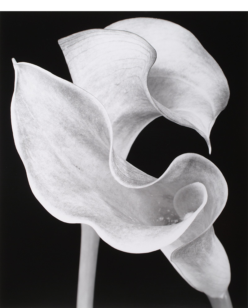 calla lilies