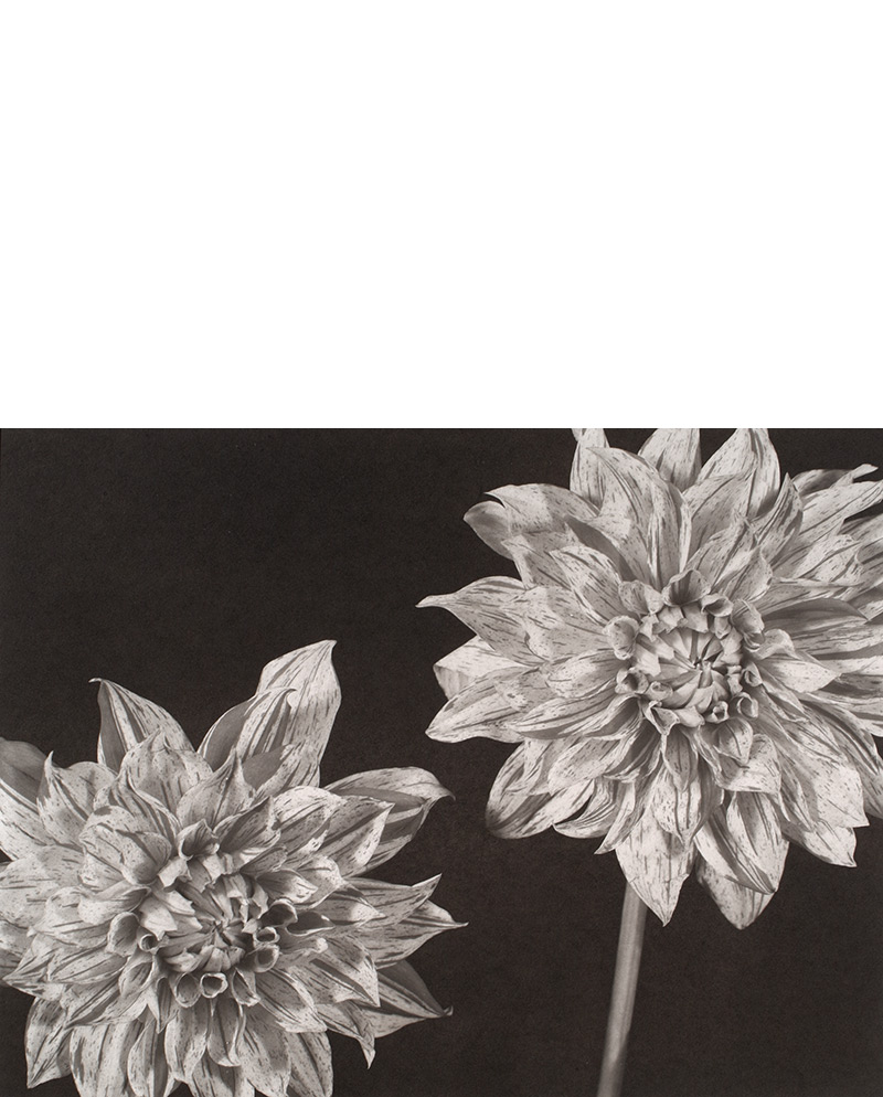 dahlias platinum print