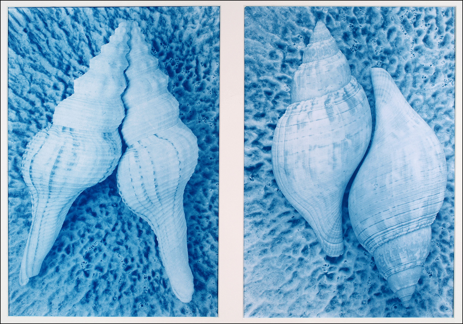 shells cyanotype photograph