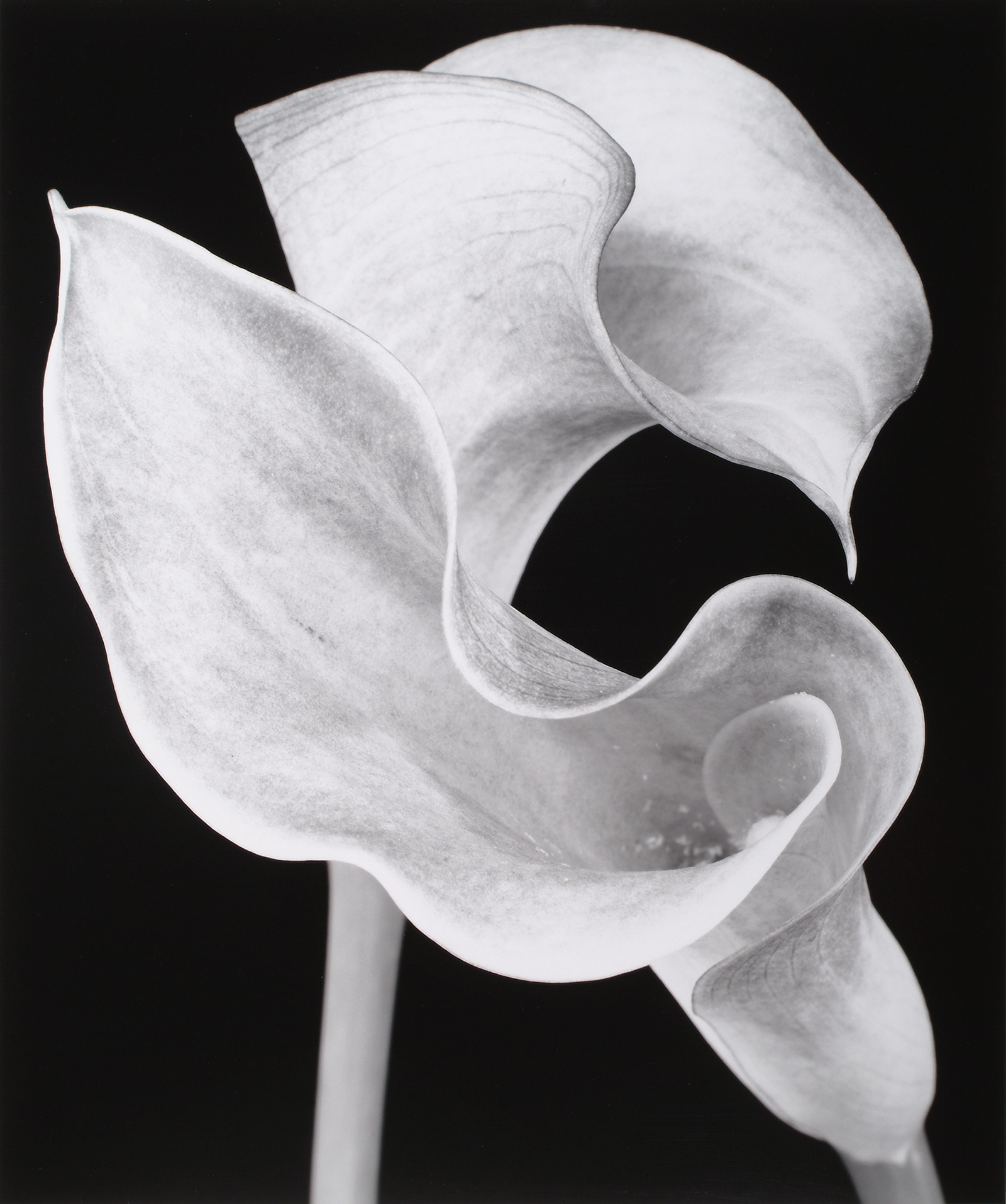 calla lilies