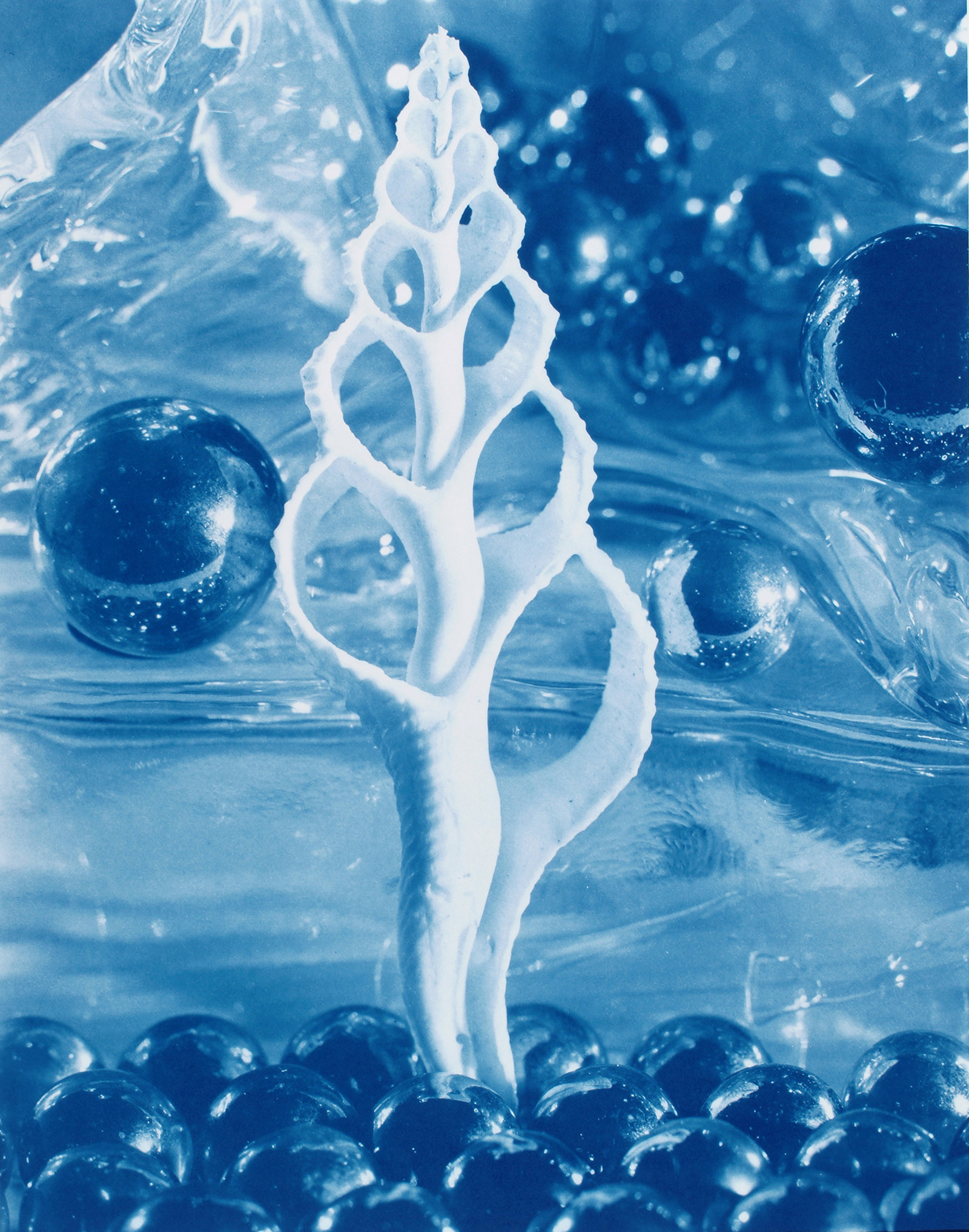 sliced shell cyanotype