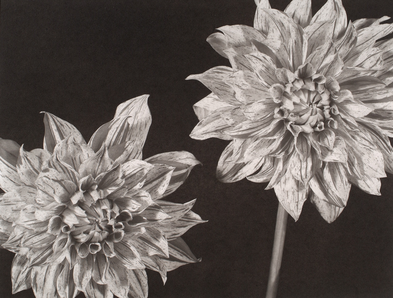 dahlias platinum print