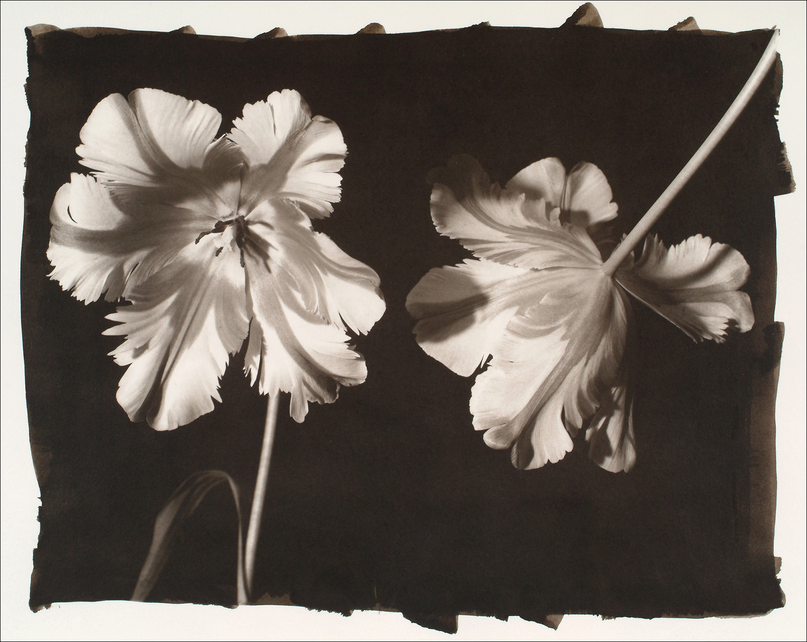 two french tulips platinum palladium photograph