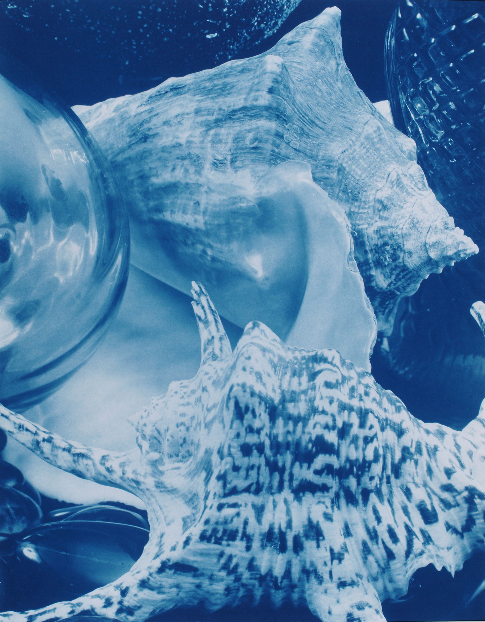 two shells cyanotype photograph