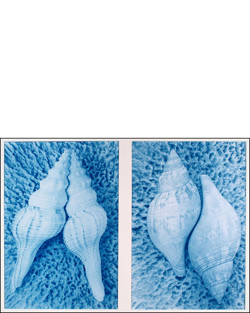 shells cyanotype photograph